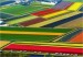 tulipanova-farma--holandsko